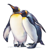 Sketchmarker Книга-раскраска на акварельной бумаге ANIMALS