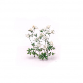 MiniWarPaint Сныть цветущая, размер М