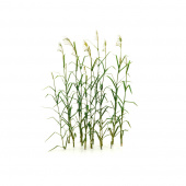 MiniWarPaint Тростник, размер S