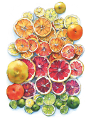 Sketchmarker Книга-раскраска на акварельной бумаге CITRUS