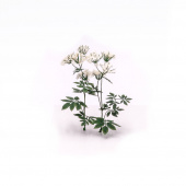 MiniWarPaint Сныть цветущая, размер L