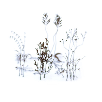 MiniWarPaint Зимние ветки, размер M