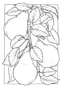 Sketchmarker Книга-раскраска на акварельной бумаге GARDEN