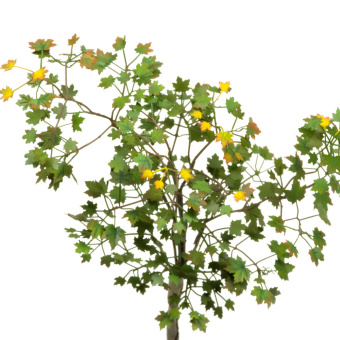 MiniWarPaint Клен остролистный, размер М