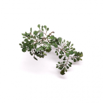 MiniWarPaint Дуб обыкновенный, размер М