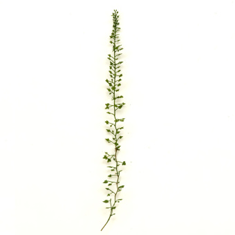 MiniWarPaint Плющ обыкновенный, размер М