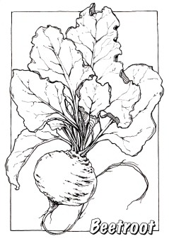 Sketchmarker Книга-раскраска на акварельной бумаге GARDEN