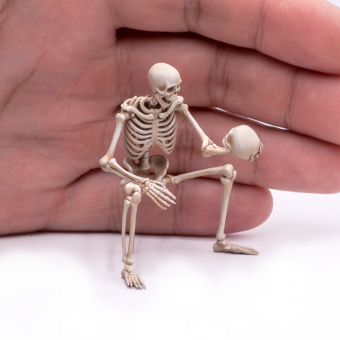 MiniWarPaint Скелет, размер L