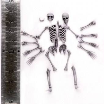 MiniWarPaint Скелет, размер L