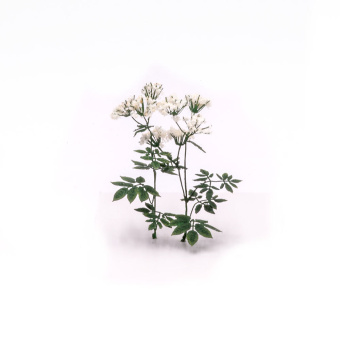 MiniWarPaint Сныть цветущая, размер L