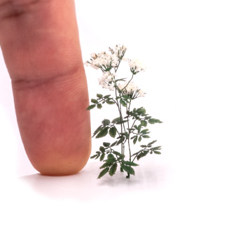 MiniWarPaint Сныть цветущая, размер L