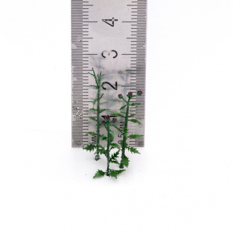 MiniWarPaint Чертополох, размер M